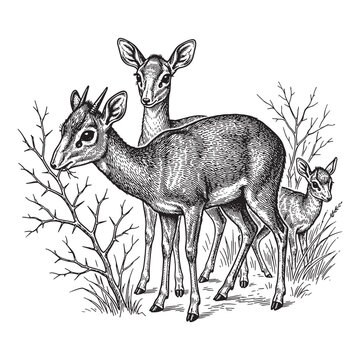 Family of Dik-Dik Antelopes in Savanna,