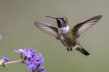 Obraz premium A hummingbird is flying near a purple flower
