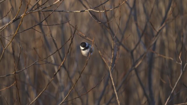 Slow motion footage of a Black-Capped Chickadee hopping between branches before flying away.