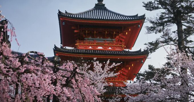 Slow motion low shot of cherry blossom trees and tall, ancient Japanese temple tower