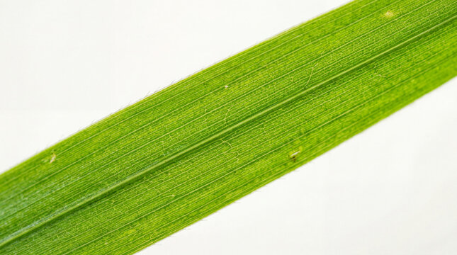 Beautiful extreme macro photography showing intricate vein structure of a single bright green grass blade