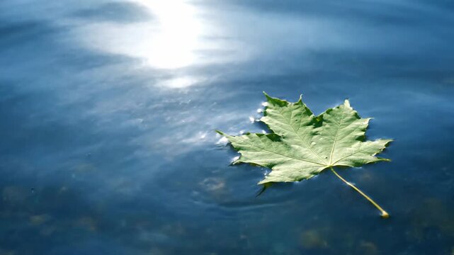 A single green maple leaf floats on water, with shimmering light reflecting in the ripples
