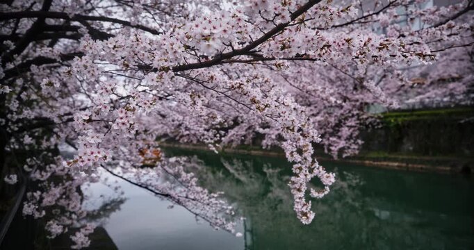 Long branches of cherry blossom tree over canal water - slow motion movement
