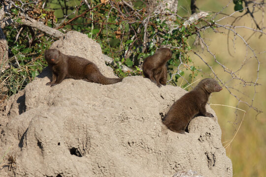 S&uuml;dliche Zwergmanguste auf Termitenh&uuml;gel / Dwarf mongoose at Termit's nest / Helogale parvula