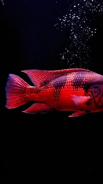 Red tiger oscar fish swimming in aquarium, macro shot