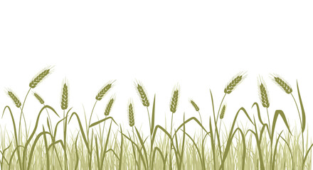 Obraz premium Beautiful illustration shows a field of golden wheat or barley stalks swaying gently in the wind against a white sky.