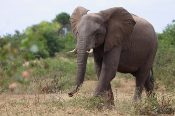 Fototapeta premium Afrikanischer Elefant / African elephant / Loxodonta africana