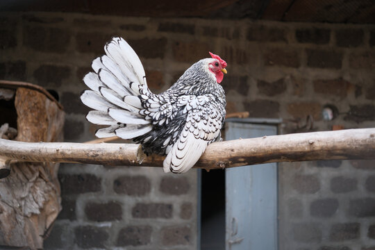 Striped Plymouth Rock rooster perching on a wooden branch