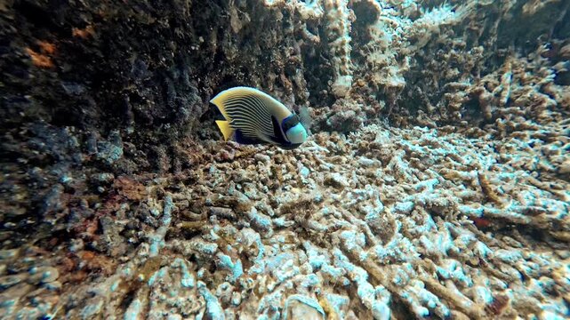 Emperor angelfish swimming near coral reef at Sakiyama Azami, Iriomote Island, Okinawa, Japan