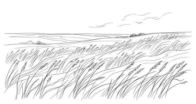 Sketch of windswept tall grass field in open countryside on a cloudy day.