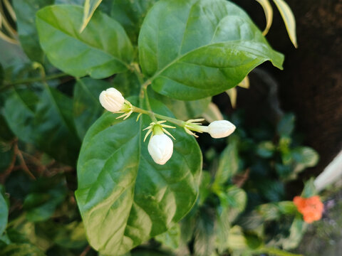Close up of white jasmine flower buds on the branch