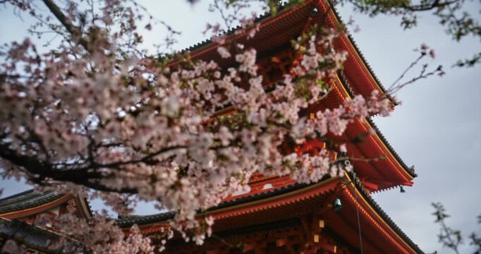 Rack focus from beautiful spring cherry blossom branches to tall, ancient Japanese temple tower