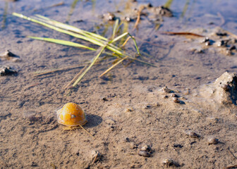 Golden apple snail creeping on the muddy bottom of a flooded rice paddy field. A common agricultural pest in rural farming landscapes threatening sustainable rice cultivation and food security. © Amin Rois