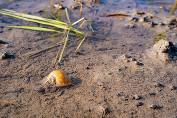 Golden apple snail creeping on the muddy bottom of a flooded rice paddy field. A common agricultural pest in rural farming landscapes threatening sustainable rice cultivation and food security. © Amin Rois