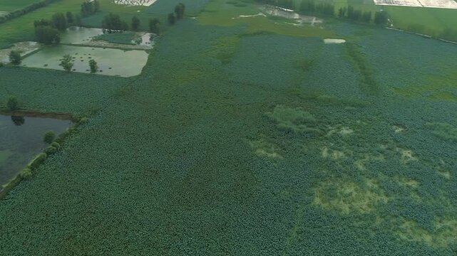 Aerial drone view of vast Harike Wetland landscape with waterways and lush vegetation in Punjab, India.
