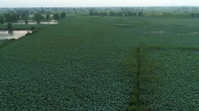 Aerial drone view of vast Harike Wetland landscape with waterways and lush vegetation in Punjab, India.