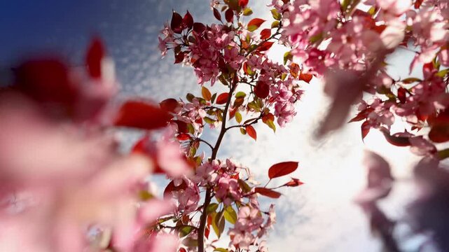 Blooming pink tree branches under bright blue sky. Spring nature scenery with cherry blossoms in sunlight. Romantic botanical floral background for wedding ceremony, holiday celebration, seasonal