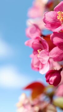 Pink crabapple flowers blooming against a bright blue sky. Spring blossom swaying in the breeze. Nature awakening with floral beauty. Close up botanical footage for seasonal background design theme.