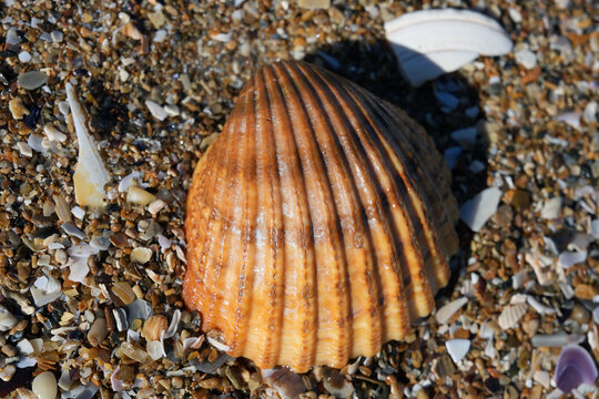 Bunte Muschel im Sand in der Normandie