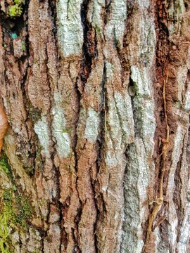 Old tree bark texture, natural wooden surface closeup
