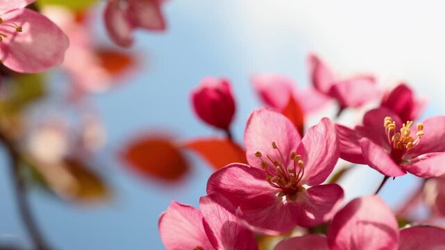 Pink apple blossoms blooming on branches against clear blue sky. Spring nature scenery with floral botanical detail. Close up of flower petals for romantic wedding background or seasonal celebration.