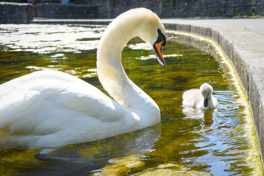 Elegant adult mute swan with cute baby cygnet swimming in a sunny pond
