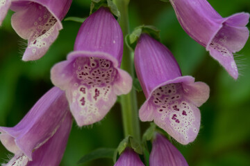 Common Foxgloves © Matt Ruglys