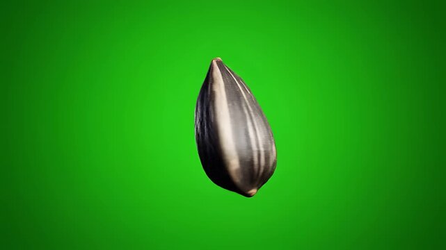 Single Sunflower Seed Isolated on Vibrant Green Background Chroma Key.
