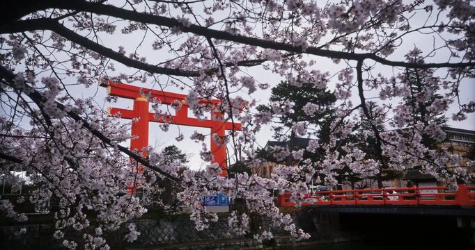 Massive Japanese torii gate behind beautiful spring cherry blossom branches - slow motion steady cam movement