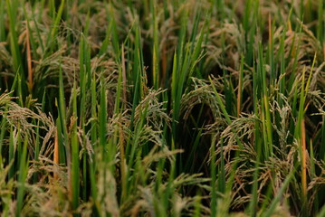Obraz premium Rice fields - close up details of paddy plants in the fields, paddy ready to be harvested, broad paddy fields