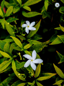 Small White Gardenia Crape Jasmine Flowers