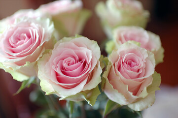 COLORFUL ROSES IN A VASE ON THE TABLE © Piotr