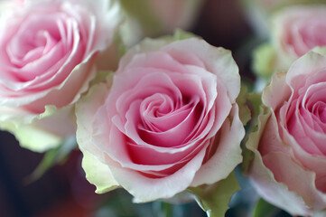 COLORFUL ROSES IN A VASE ON THE TABLE © Piotr