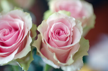 COLORFUL ROSES IN A VASE ON THE TABLE © Piotr