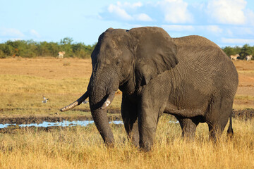 Fototapeta premium Afrikanischer Elefant / African elephant / Loxodonta africana