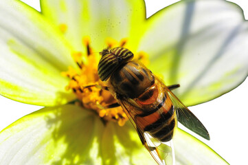 Tiger fly sucking nectar on a transparent background © Mário Filipe