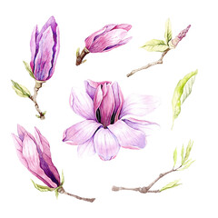 Watercolor illustration of Magnolia flowers, hand-drawn. © Yuliya