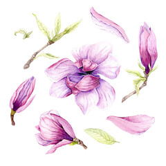 Watercolor illustration of Magnolia flowers, hand-drawn. © Yuliya
