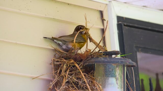 A female robin makes a mess while building her nest on our front porch lamp this Spring in Windsor in Upstate NY.  