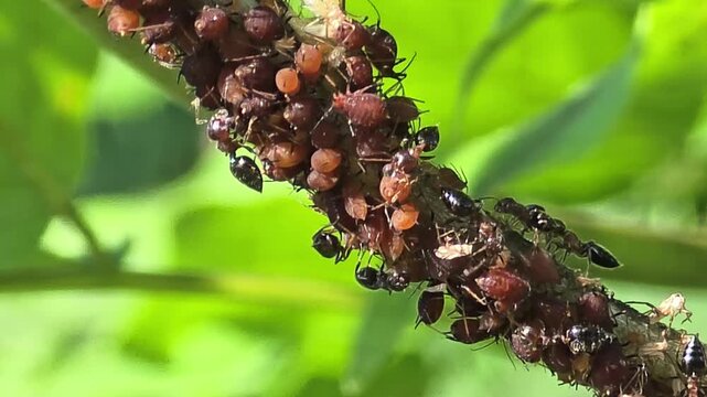 
Macro shot of ants tending and protecting a large aphid colony on a wisteria stem.#004
 등나무 줄기 위에서 진딧물 군락을 관리하고 보호하는 개미들의 공생 관계 초근접 매크로 영상.#004

