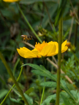 Macro shot of a honeybee in mid-air flying towards a vibrant yellow cosmos flower against a blurred green background.