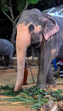 Close-up profile of an Asian elephant with pink depigmentation spots on its ears and trunk, feeding on green leaves at a cultural festival ground.