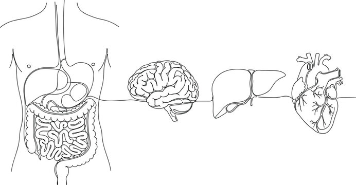 Human Internal Organs Vector Icon Set with Continuous One Line Art Illustrations of Digestive System Brain Liver and Heart for Healthcare Medical Designs
