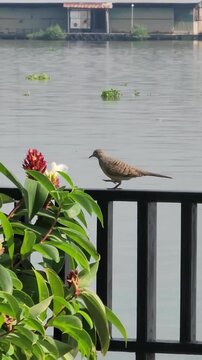 Zebra dove walking and feeding on nectar from red crape ginger flower by the river.