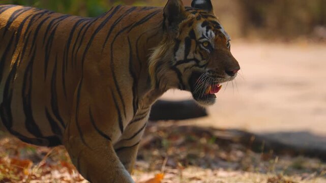 Dominant tiger strides with confidence, powerful muscles rippling beneath striped coat&mdash;asserting territorial supremacy