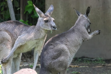 カンガルー  © kosumi