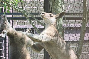 カンガルー  © kosumi