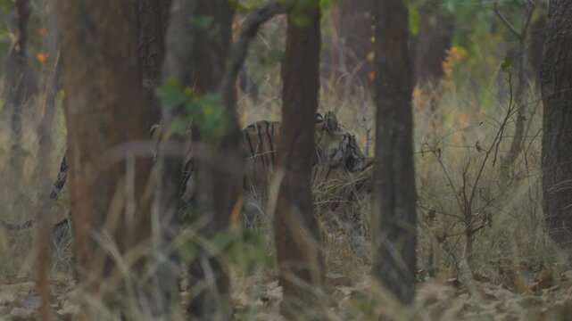 Tiger cub&mdash;playful, curious striped kitten with oversized paws and innocent eyes, learning survival in the wild.