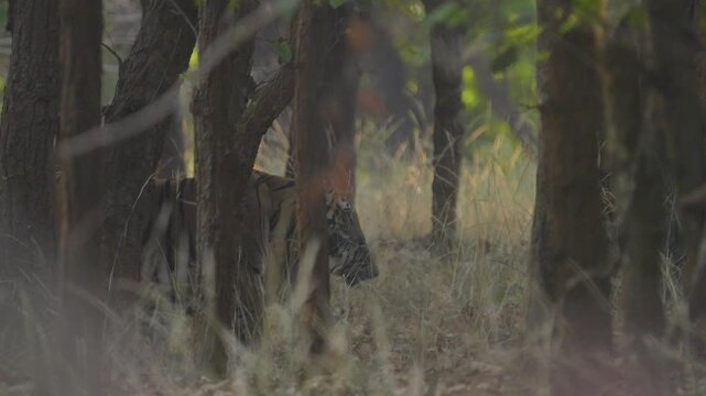 Tiger cub&mdash;playful, curious striped kitten with oversized paws and innocent eyes, learning survival in the wild.