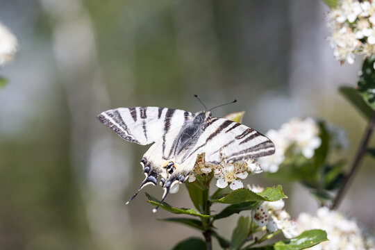 Iphiclides podalirius. Iphiclides feisthamelii. Large butterfly. Butterfly on a branch
